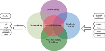 Host insulin resistance caused by Porphyromonas gingivalis-review of recent progresses